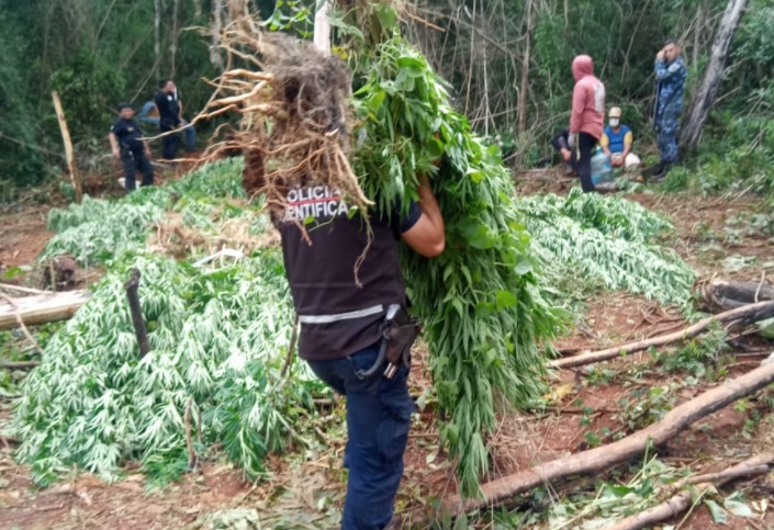 Marihuana 1 - 1