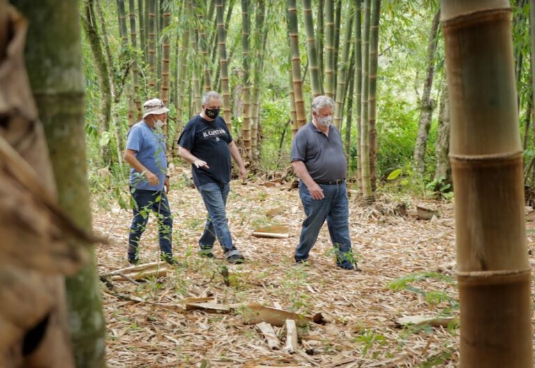 “El bambú es la madera del futuro en Misiones”, consideró Passalacqua