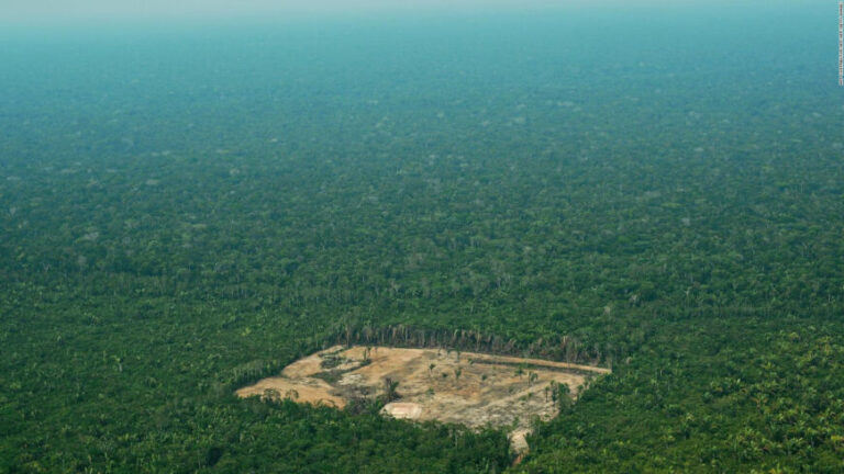 Alerta: el Amazonas perdió el 8% de su territorio por la deforestación