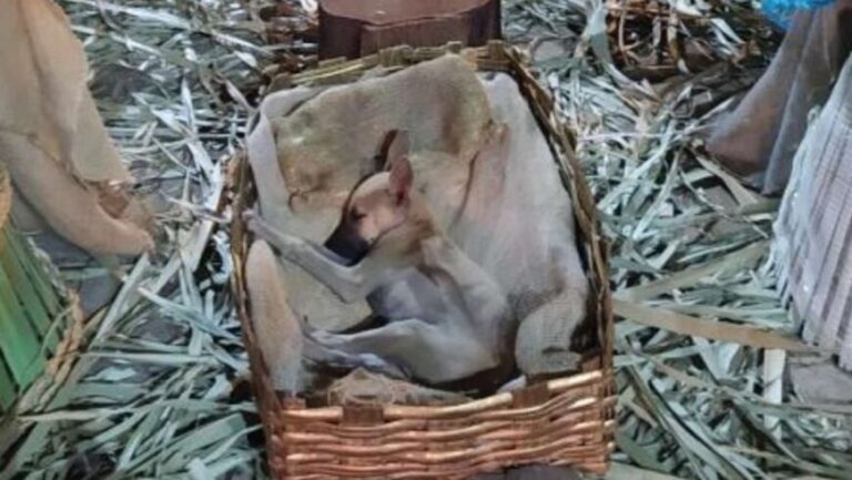 Adoptaron a una perrita que había sido abandonada y se refugió en un pesebre de Navidad