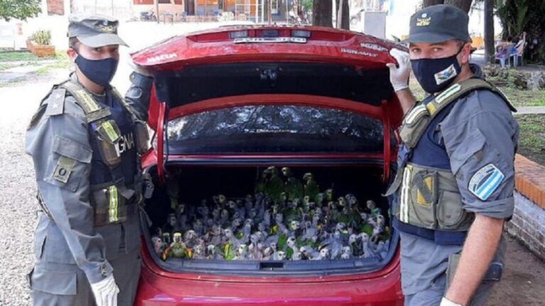 Rescataron más de 200 loros habladores en el baúl de un auto en Santiago del Estero