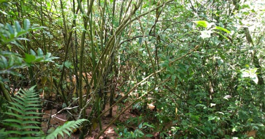 Tragedia en San Pedro: murió una menor tras caer en un arroyo