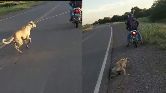 Salvaje: arrastró en moto a un perro con una soga atada al cuello