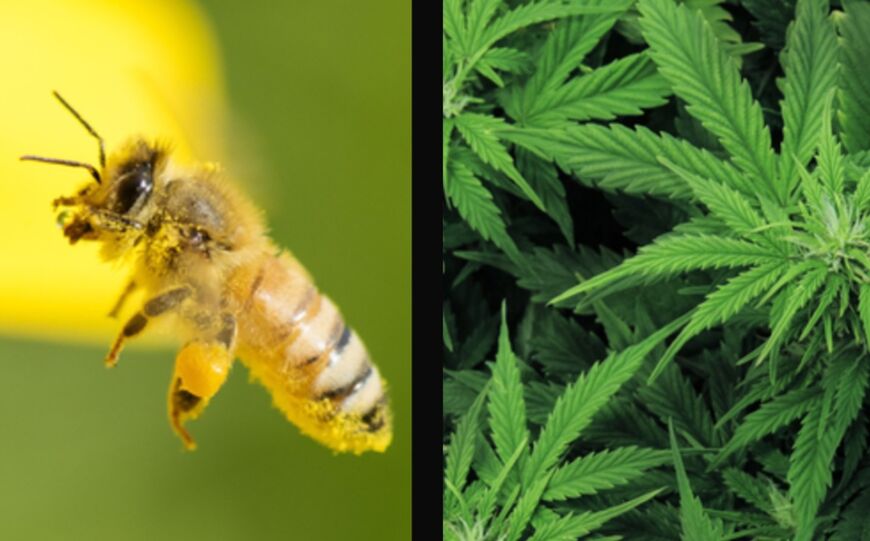 Viral: una abeja probó marihuana y quedó literalmente dando vueltas
