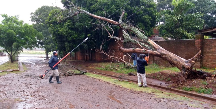 Recolectan árboles caídos tras la tormenta con fuertes ráfagas de vientos que azotó Posadas