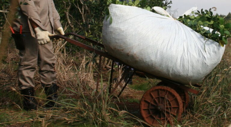 Pequeños productores pueden solicitar carritos de arrastre para raídos de yerba mate