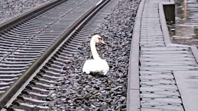 Un cisne murió en una vía de tren y su compañero se quedó a su lado