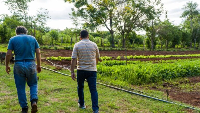 Productor del Mercado Concentrador de Posadas incrementará su superficie de siembra en Santa Inés