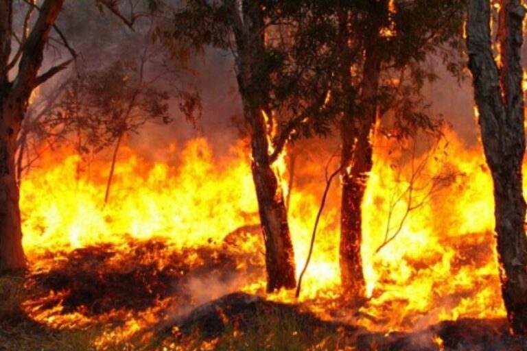 Incendios en Corrientes: en 32 horas se consumieron 5.000 hectáreas en zonas de Ituzaingó y Virasoro