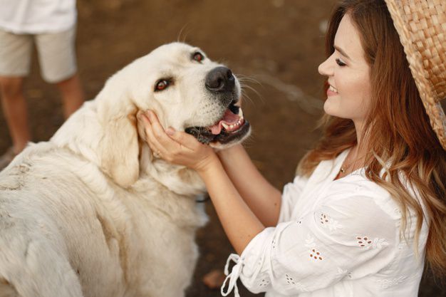 Afirman que interactuar con perros aumenta las ondas cerebrales ligadas al alivio del estrés
