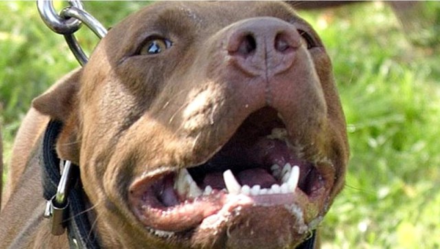 Un pitbull desfiguró a un niño de 3 años en Córdoba