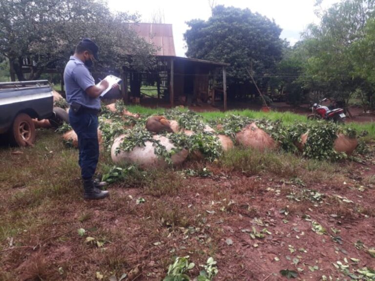 Recuperaron 6 mil kilos de yerba mate en Puerto Leoni y Eldorado