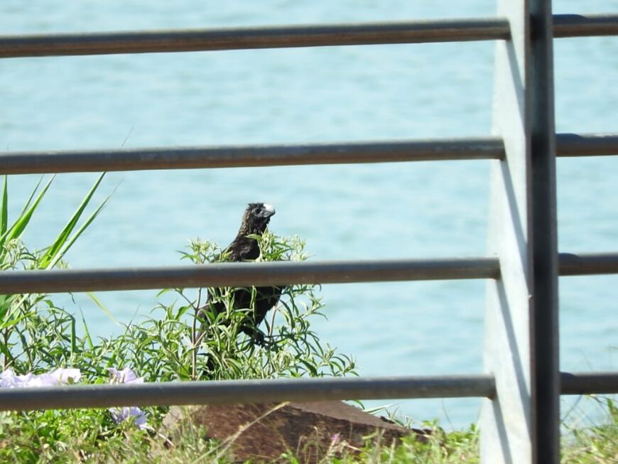Posadas: exitoso segundo taller para conocer especies de aves en el Jardín Botánico 1 2 - Avistaje 1 - 1