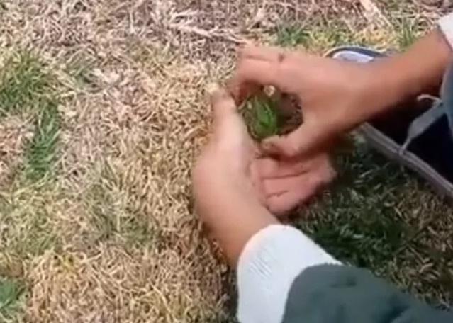 Video: niño dejó a una rana en el agua y la devoró un pato