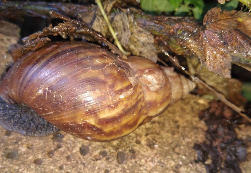 Detectan un nuevo foco de caracol gigante africano en Misiones: ahora en Posadas