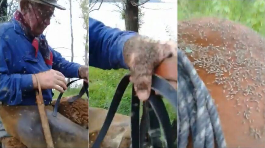 Entre Ríos: "Hace 40 años que voy a la isla y nunca vi semejante enjambre de mosquitos"