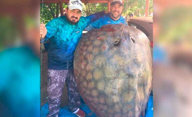 Pescaron una impresionante raya de 190 kilos en un arroyo santafesino: mirá las fotos