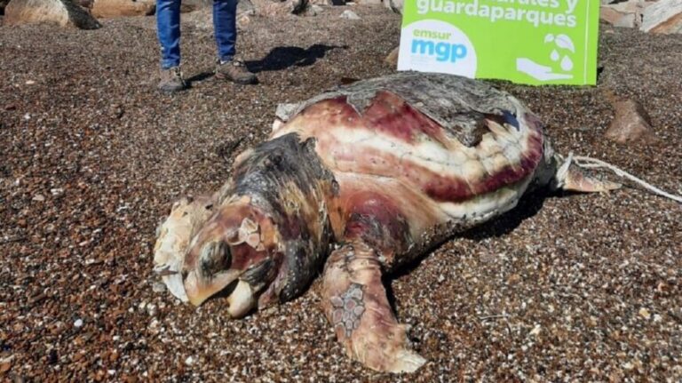 Mar del Plata: encontraron el cadáver de una tortuga marina de 90 kilos