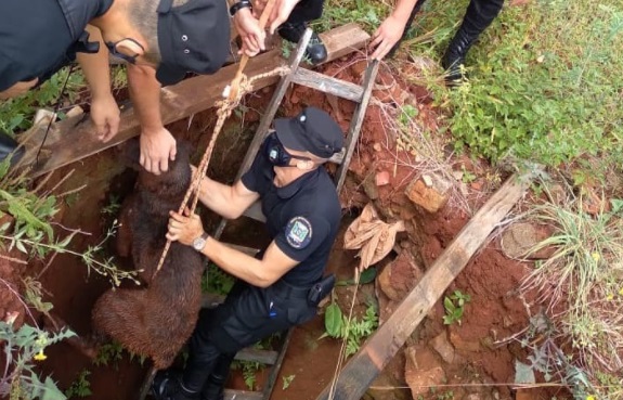 Policías rescataron a un perro que cayó a un pozo en San Vicente