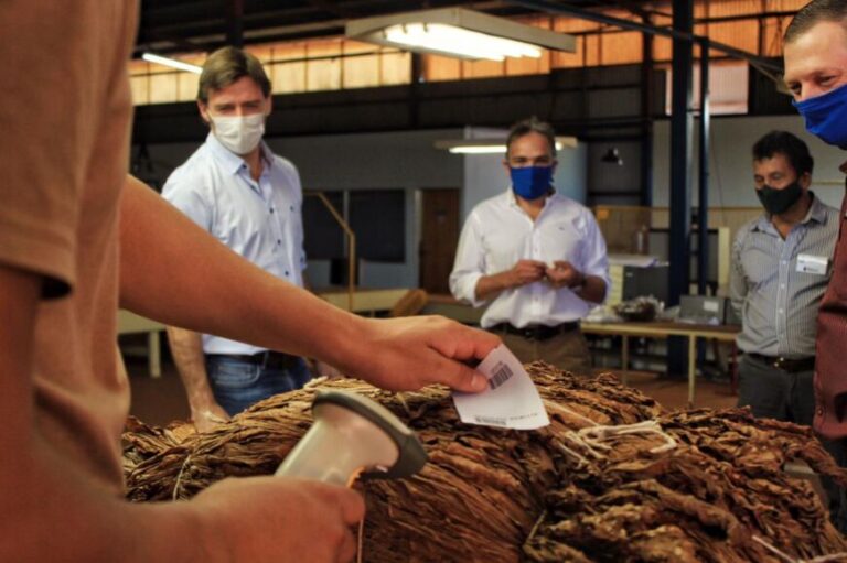 Campaña 20/21: Misiones estima un acopio de tabaco de más de 27 millones de kilos