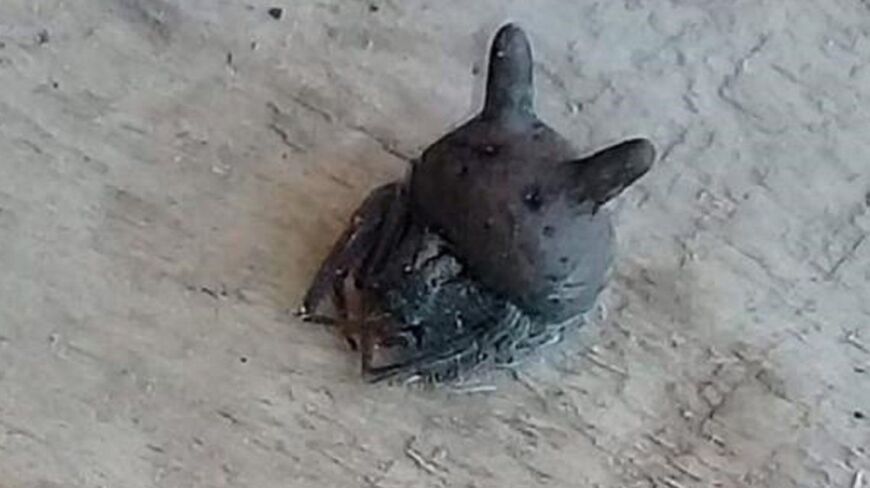 Encuentran una araña con cabeza de gato