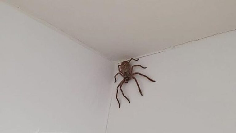 El susto de su vida: se fue a bañar y encontró una araña cazadora en el techo