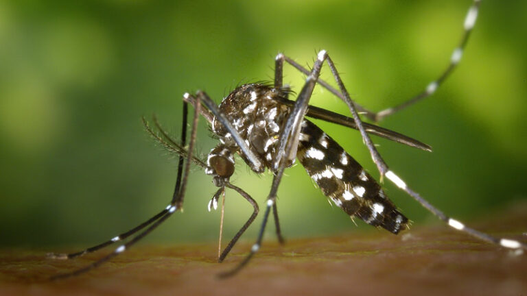 Bioingenieras argentinas crearon un método para eliminar huevos de Aedes aegypti a través de vapor