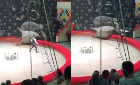 Viral: dos elefantes se pelean en un circo colmado de público