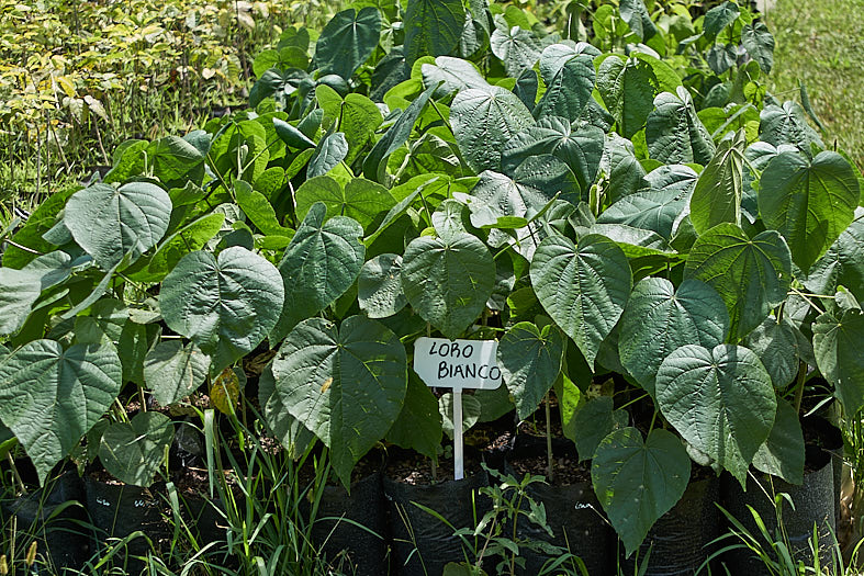 2021 04 14 restauracion ambiental - 3