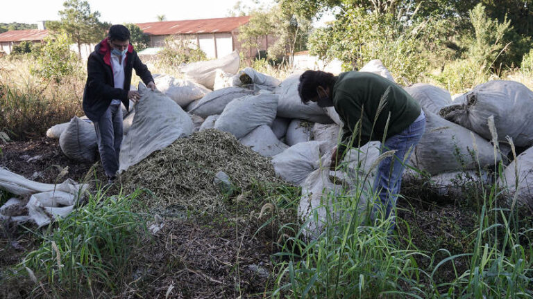 General Urquiza: clausuraron un molino clandestino e inutilizaron 41 mil kilos de palitos de yerba