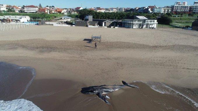 Mar del Plata: apareció una ballena de 7 metros en una playa