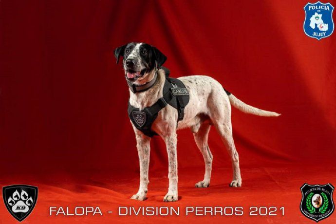 Jujuy presentó sus perros de policía: uno se  llama “Falopa”