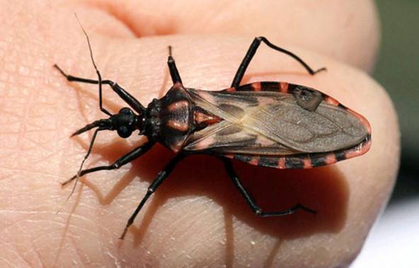 Día Mundial de la Enfermedad de Chagas: por qué se conmemora el 14 de abril