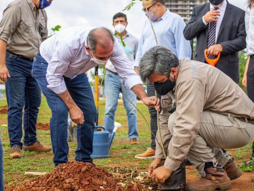 Plantaron árboles nativos en la costanera de Posadas