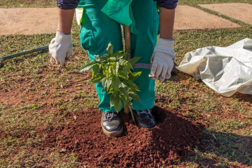 Plan Forestal Urbano: en lo que va del año se plantaron más de 1.800 árboles en Posadas