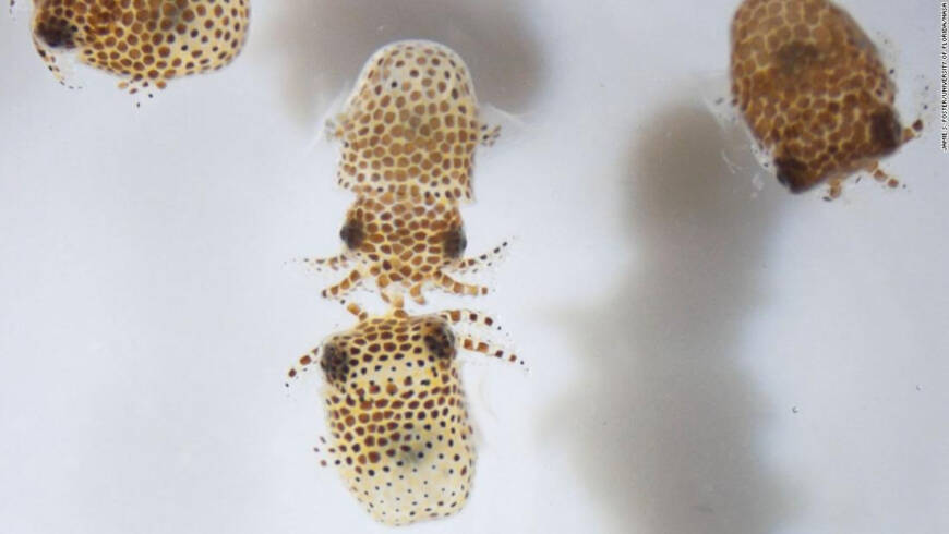 Por un estudio, la NASA envió calamares bebé a la Estación Espacial Internacional