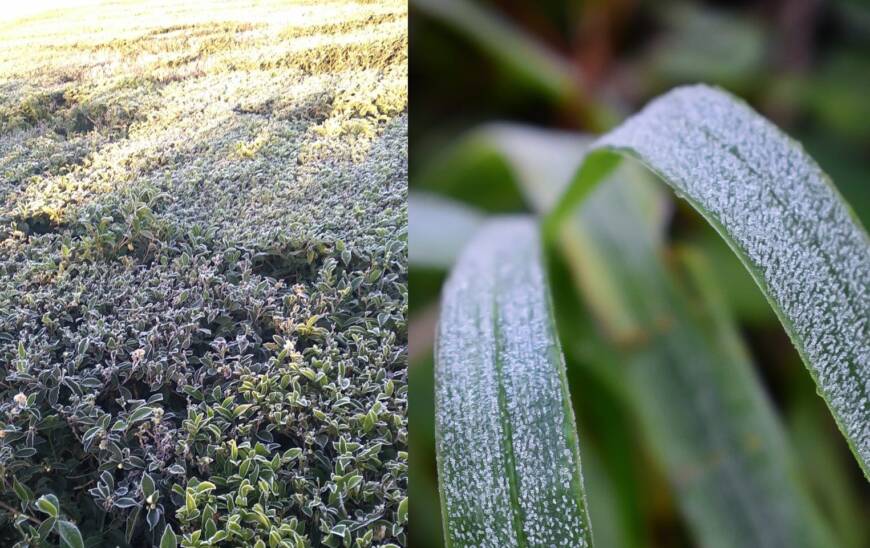 Las bajas temperatura y fuertes heladas se quedarían hasta el jueves en Misiones