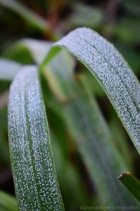 Las bajas temperatura y fuertes heladas se quedarían hasta el jueves en Misiones 1 2 - heladas 1 - 1