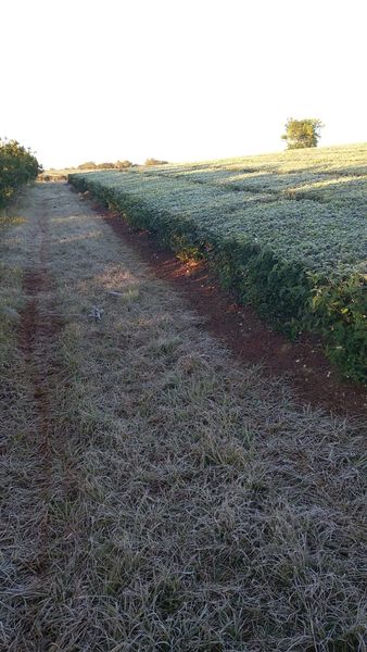 Las bajas temperatura y fuertes heladas se quedarían hasta el jueves en Misiones 2 4 - heladas 2 - 3