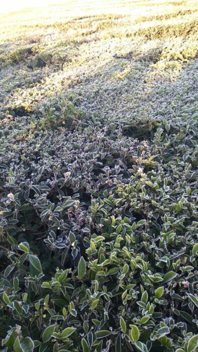 Las bajas temperatura y fuertes heladas se quedarían hasta el jueves en Misiones 3 6 - heladas 3 - 5