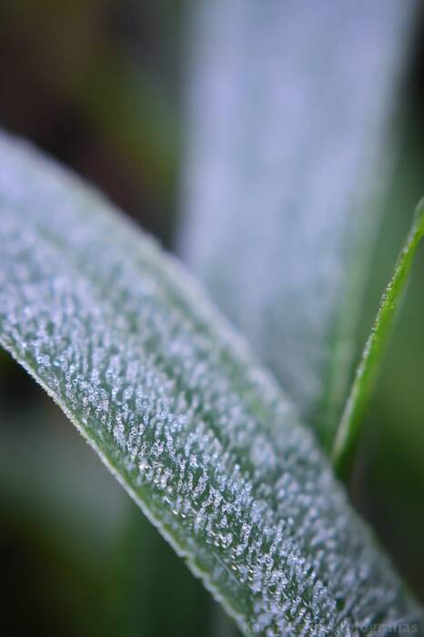 Las bajas temperatura y fuertes heladas se quedarían hasta el jueves en Misiones 4 8 - heladas 4 - 7