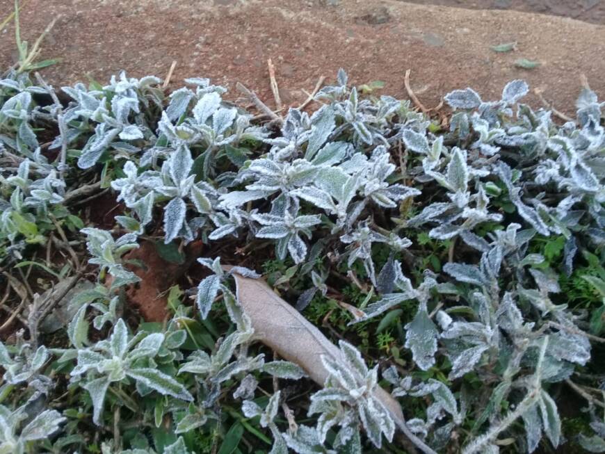 Ola polar en Misiones: intensas heladas y caída de agua nieve en algunos municipios 8 16 - heladas3 4 - 15