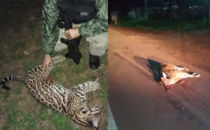 Sigue el atropellamiento de fauna en rutas misioneras: un ocelote y un venado, las nuevas víctimas