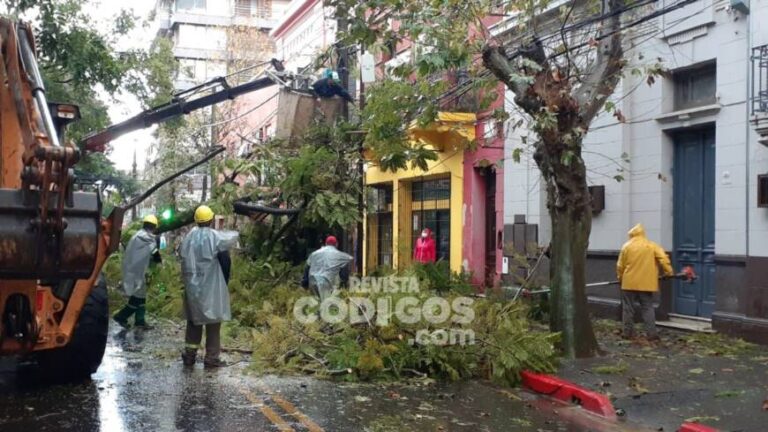 El temporal provocó caída de árboles, tendido eléctrico y hasta de un semáforo en Posadas