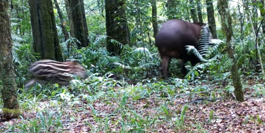 Paseo familiar: captaron a una madre Tapir y su cría en el Parque Provincial Urugua-í