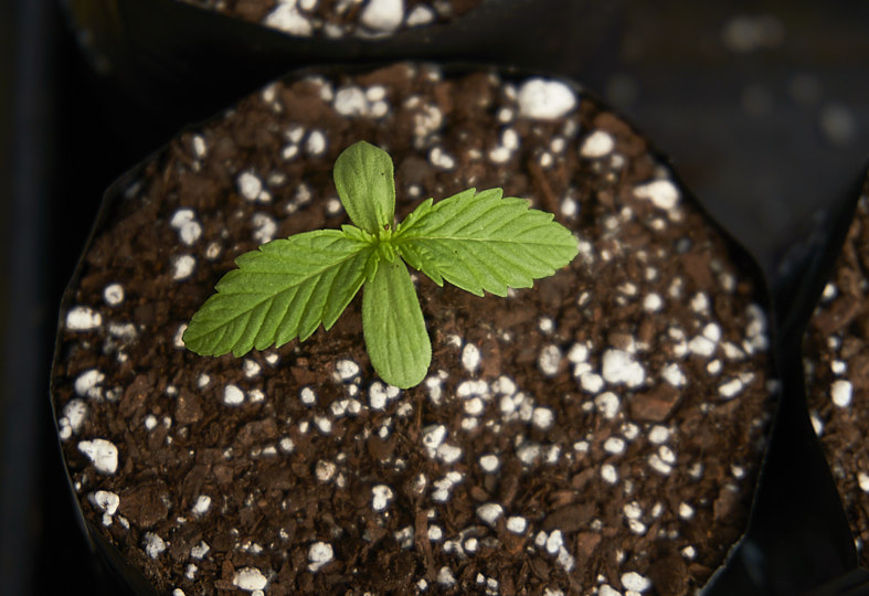 La Biofábrica inició el cultivo de cannabis para proveer a MisioPharma