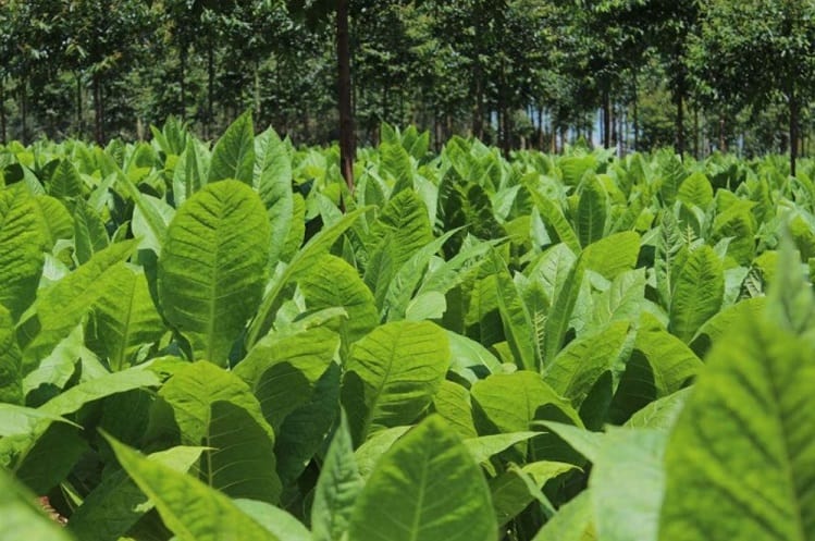 Este jueves pagarán más de 19 millones de pesos a productores tabacaleros