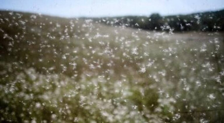 Un estudio comprobó que el polen transporta el coronavirus por el aire