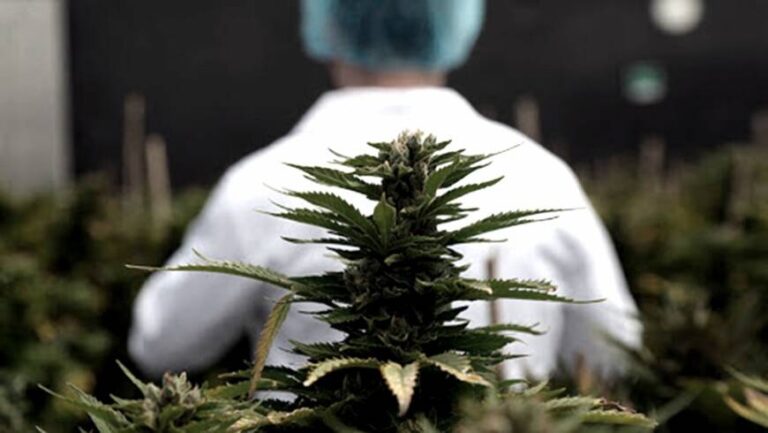 Cannabis medicinal: el Senado aprobó el marco regulatorio de producción