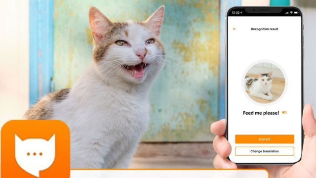 Una ingeniosa app puede decirle a humanos si su gato está feliz
